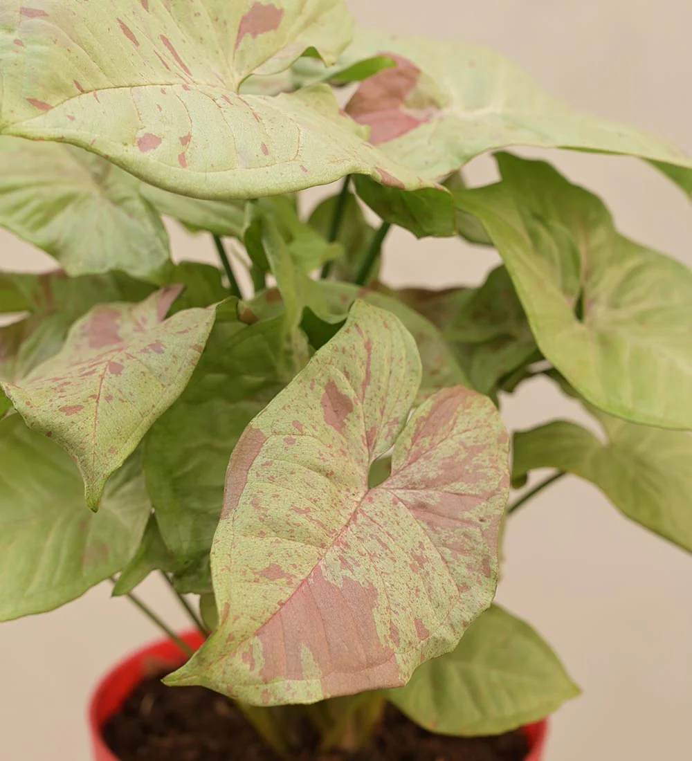 Syngonium Confetti - Image 2