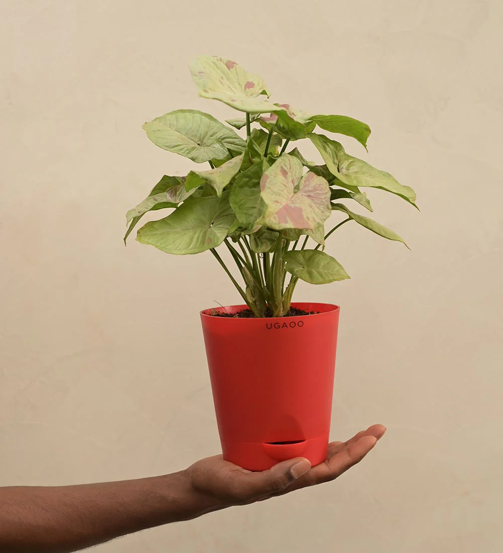 Syngonium Confetti - Image 3