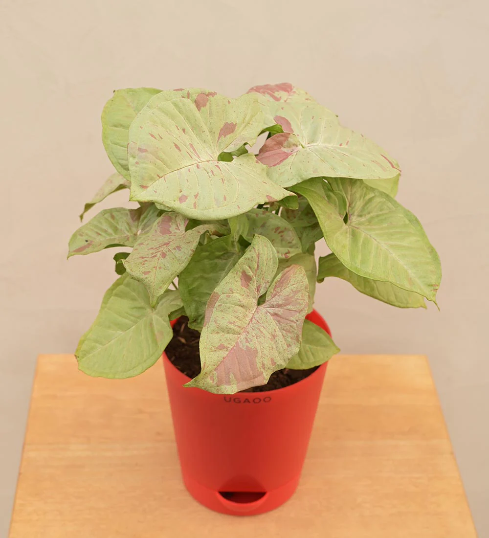 Syngonium Confetti - Image 5