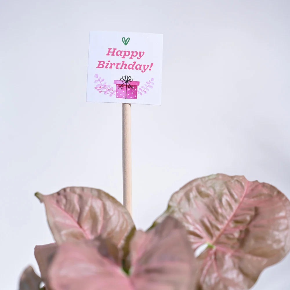 Syngonium Pink Birthday Gift Hamper - Image 5