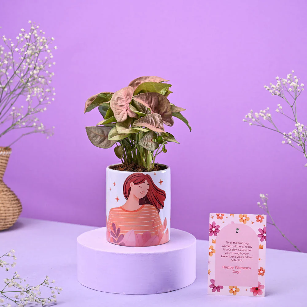 Syngonium Pink in Ceramic Pot Women's Day Gift - Image 2