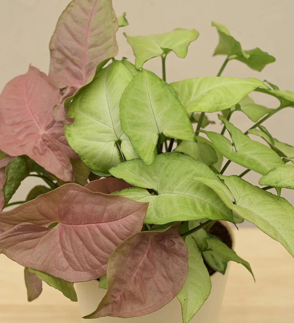 Syngonium Pink Neon and White Butterfly Plant Bouquet - Image 3