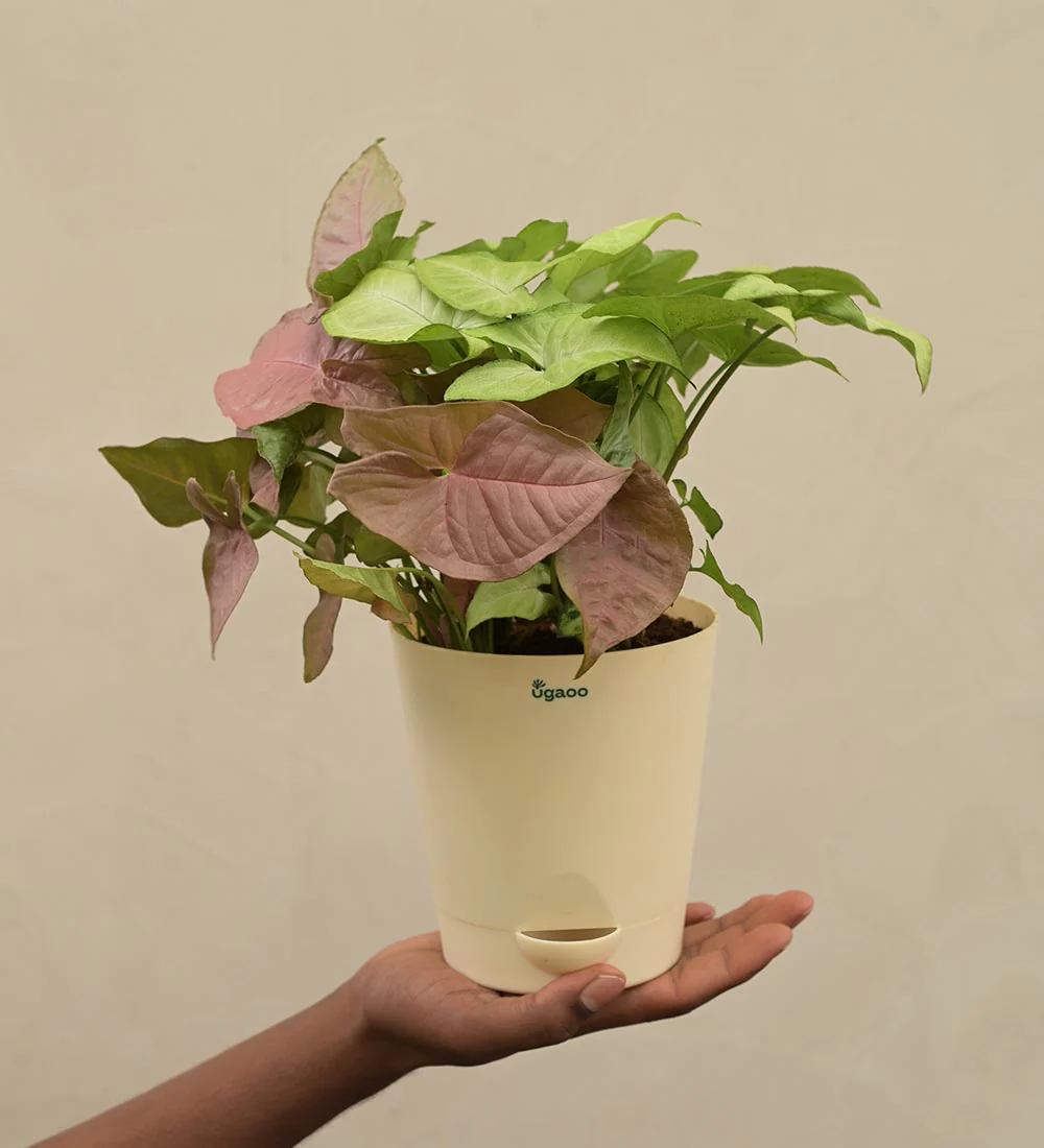 Syngonium Pink Neon and White Butterfly Plant Bouquet - Image 4