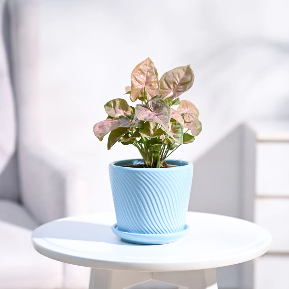 Syngonium Pink Plant - Image 10