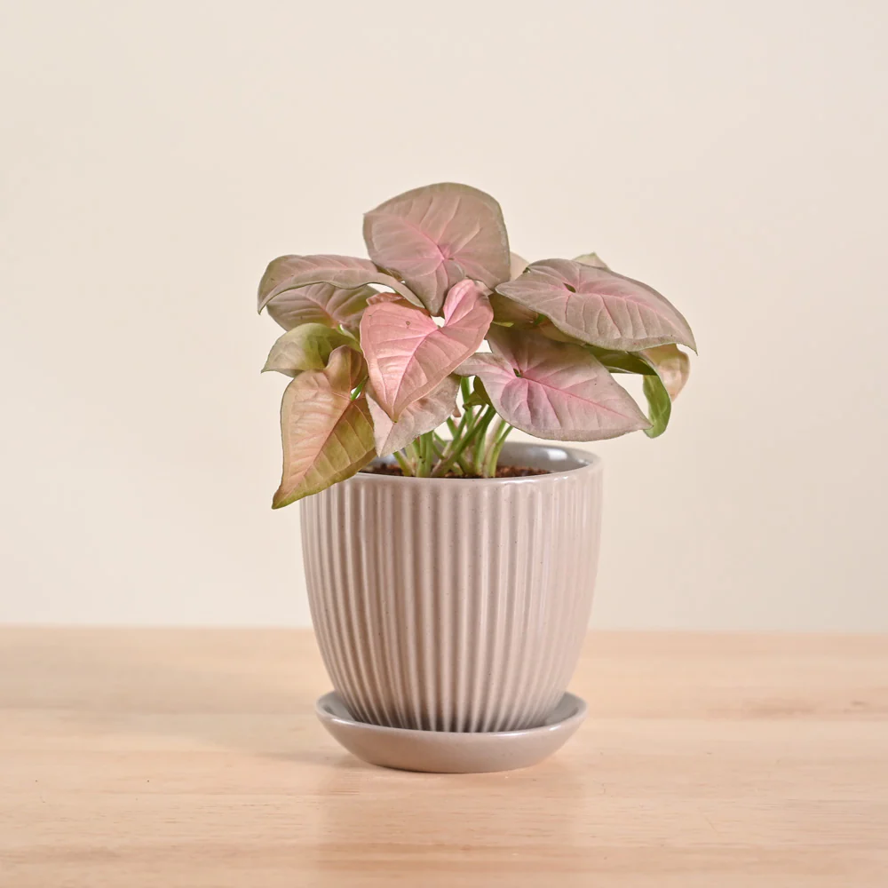 Syngonium Pink Plant - Image 14