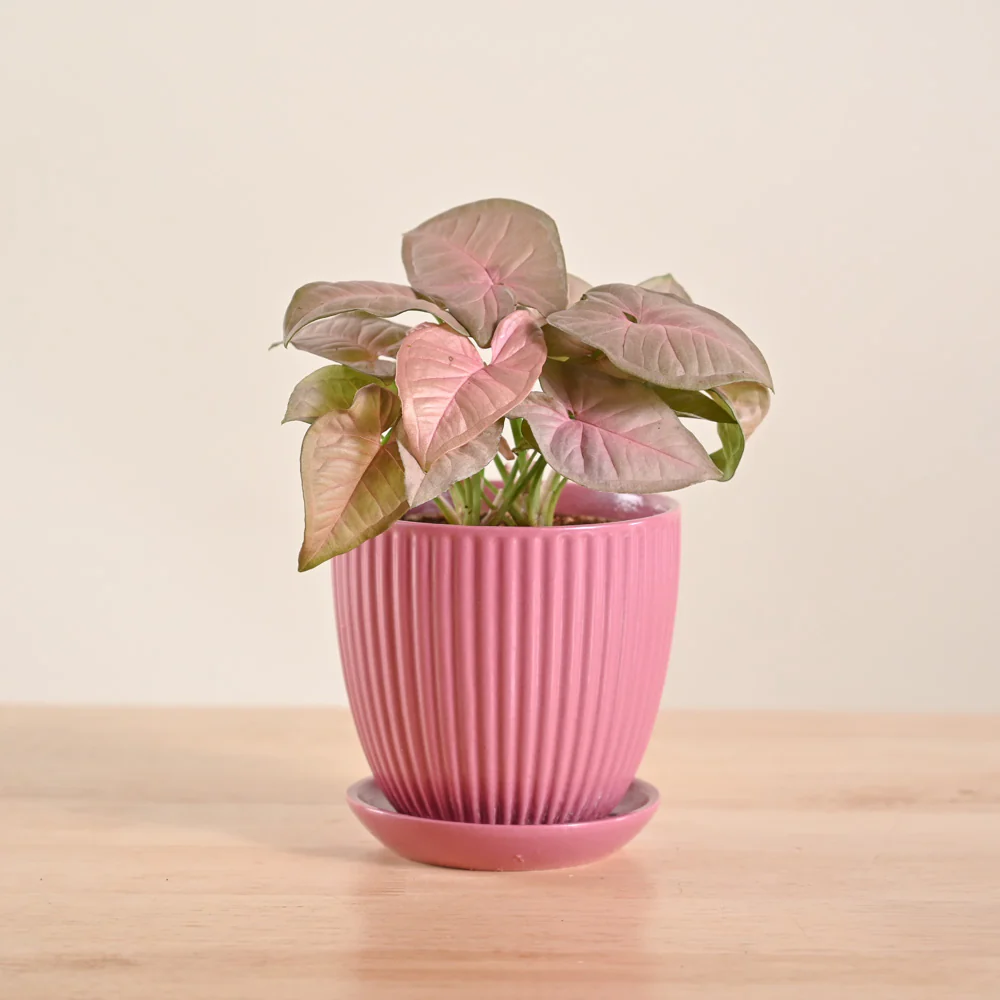 Syngonium Pink Plant - Image 15
