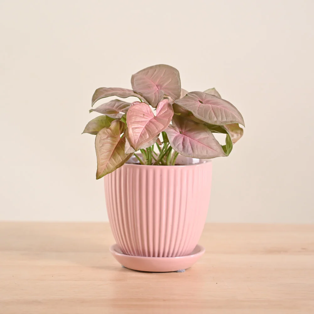 Syngonium Pink Plant - Image 16