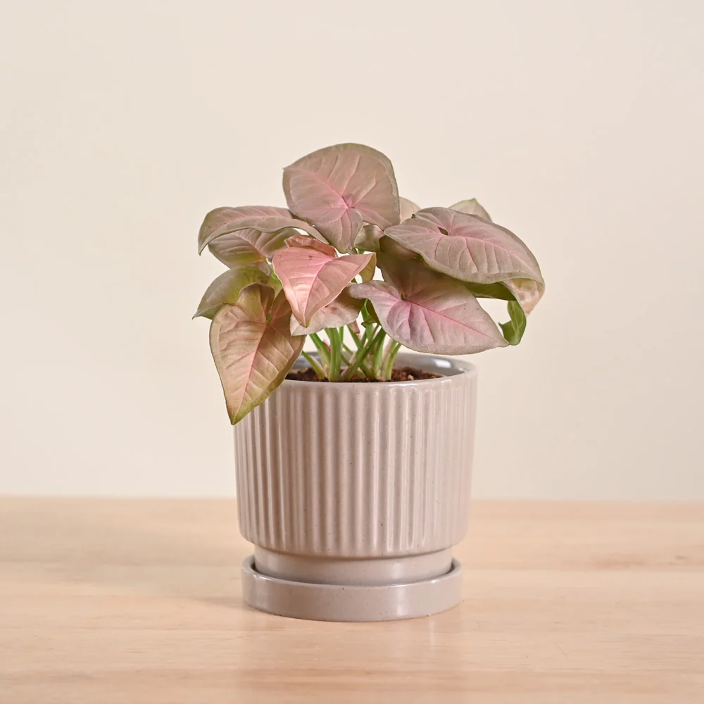 Syngonium Pink Plant - Image 18
