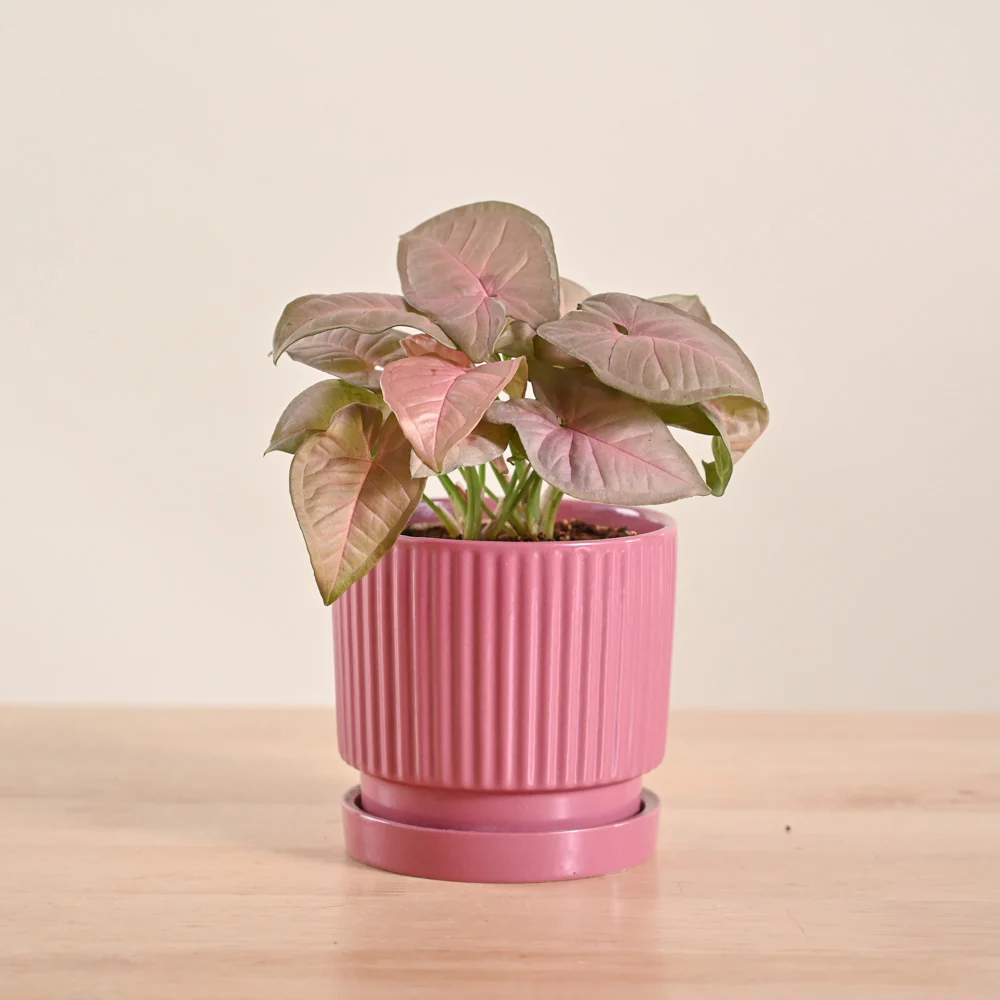 Syngonium Pink Plant - Image 19