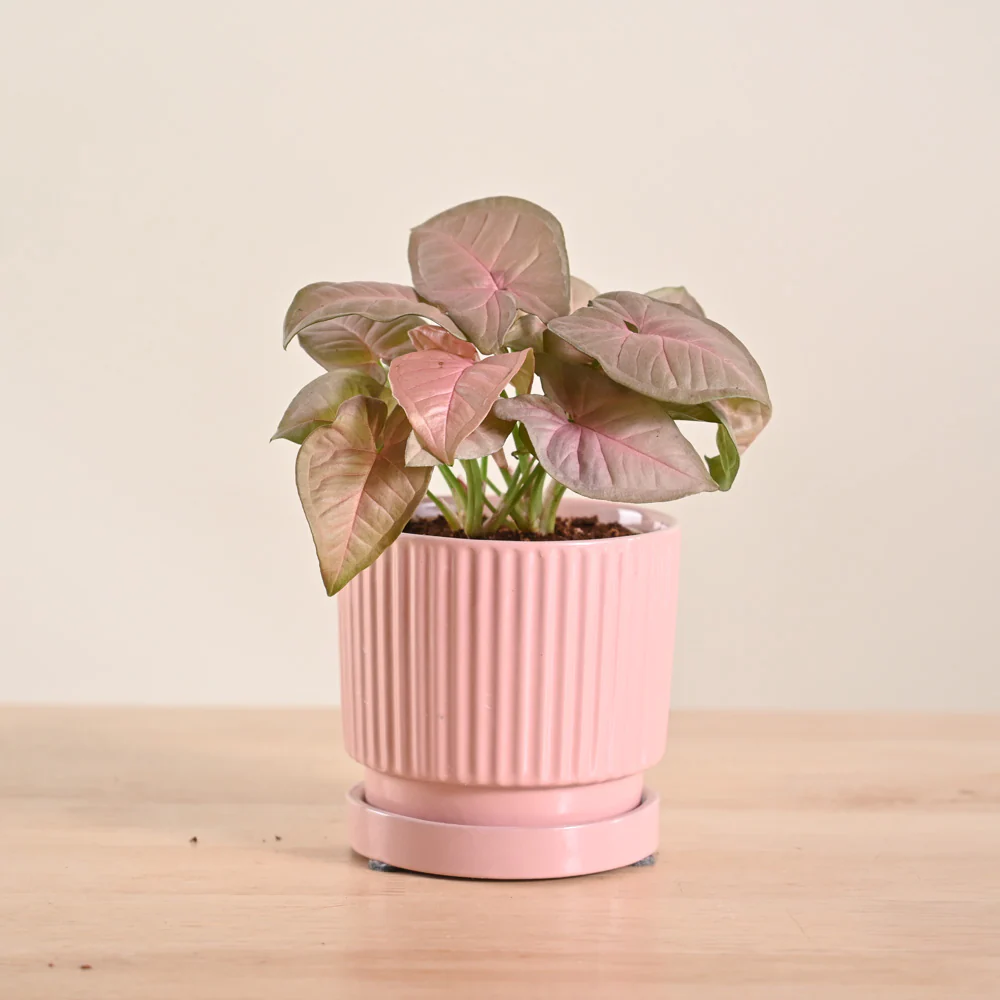 Syngonium Pink Plant - Image 20