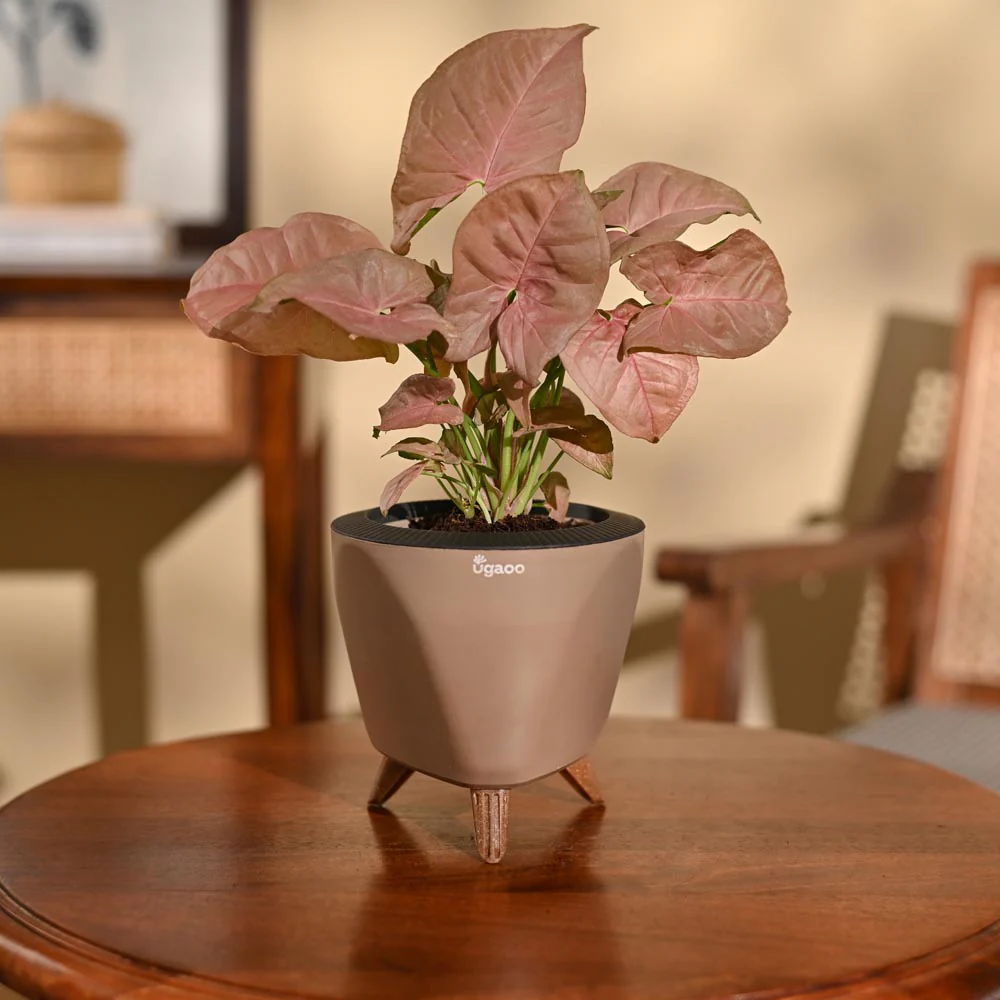 Syngonium Pink Plant - Image 21