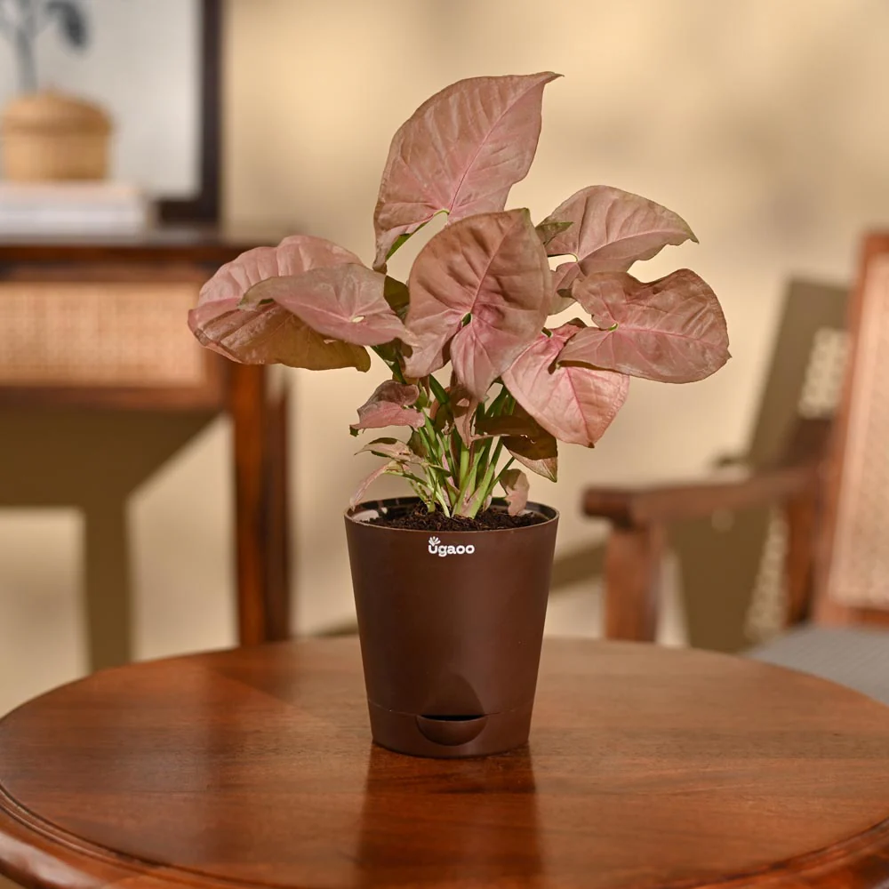 Syngonium Pink Plant - Image 23