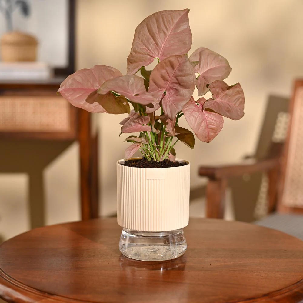 Syngonium Pink Plant - Image 24