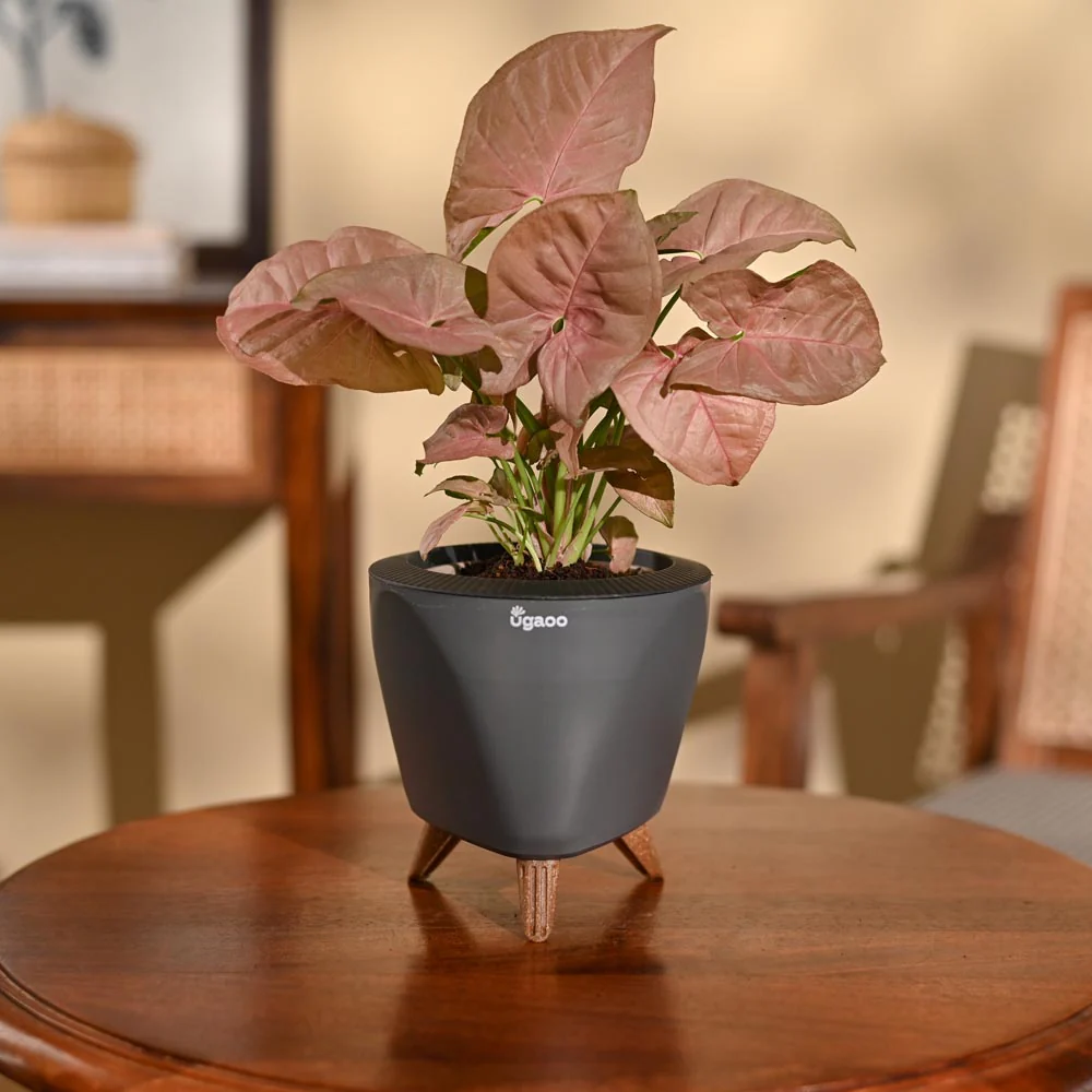 Syngonium Pink Plant - Image 28