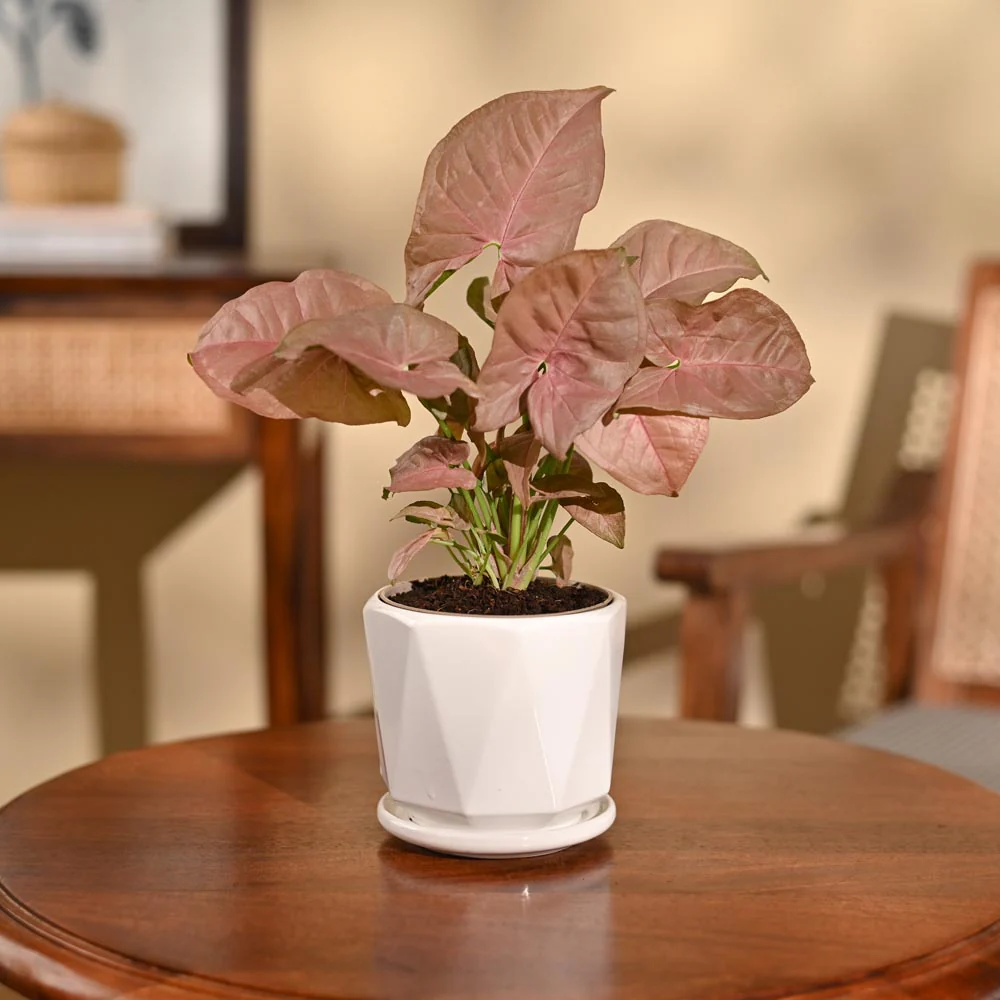 Syngonium Pink Plant - Image 29