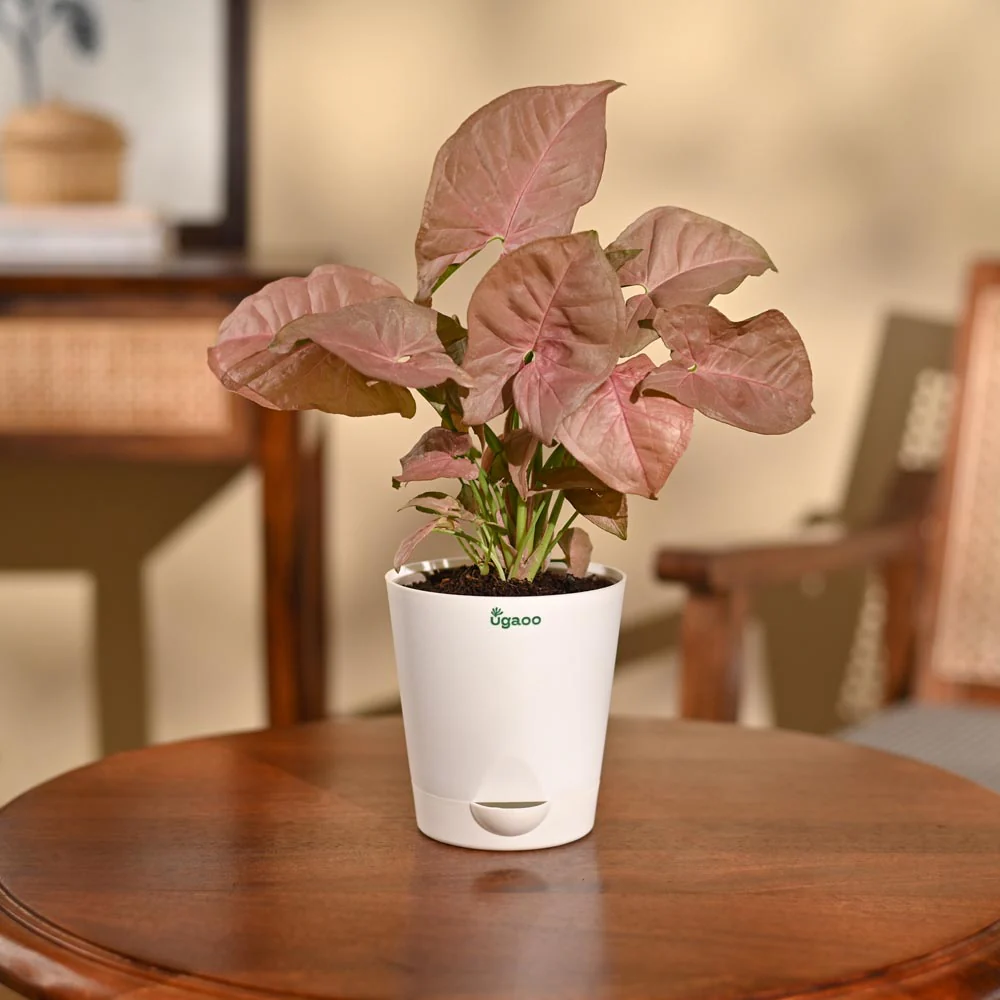 Syngonium Pink Plant - Image 3