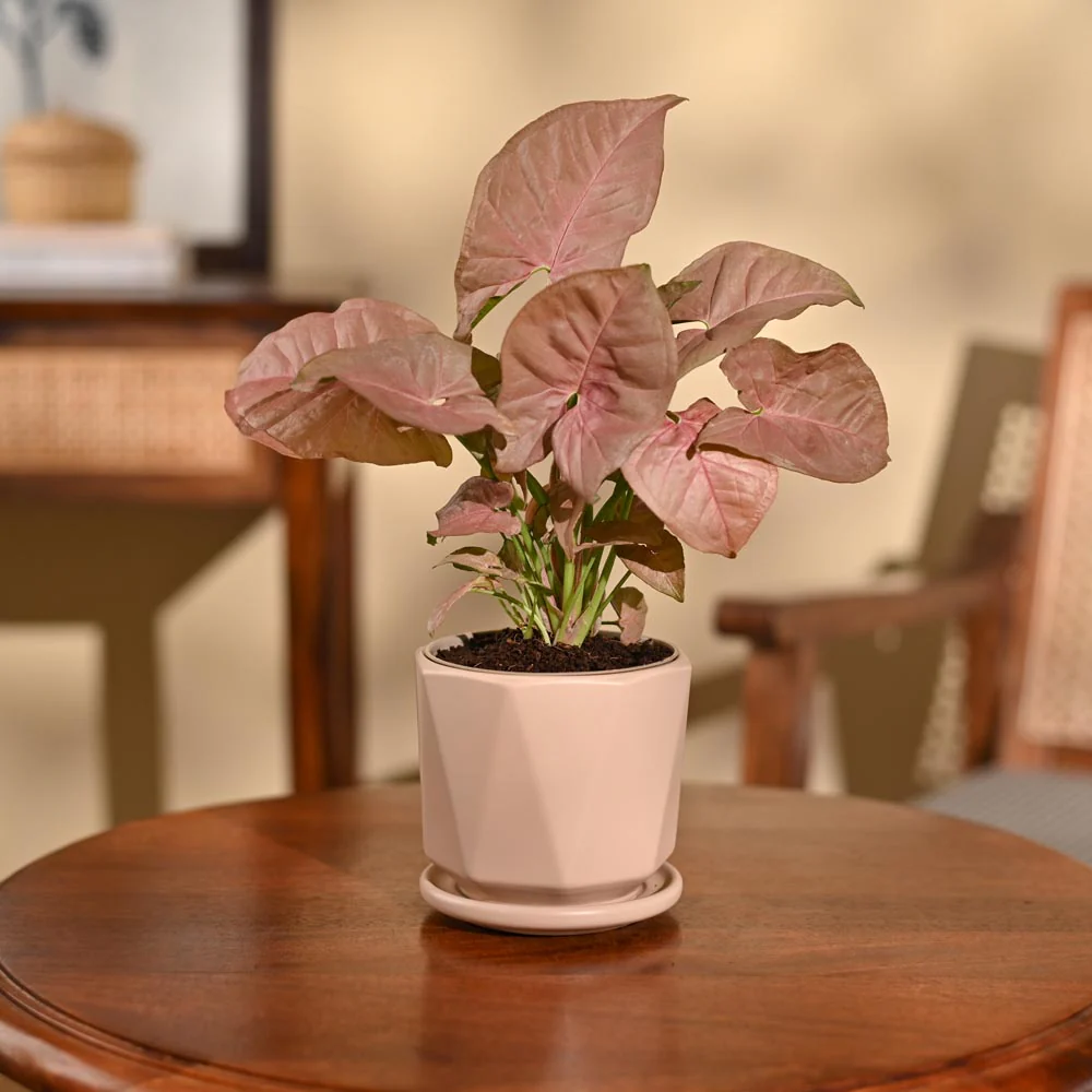 Syngonium Pink Plant - Image 30