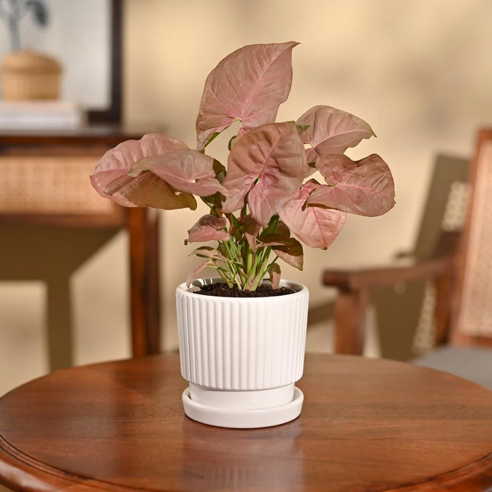 Syngonium Pink Plant - Image 31