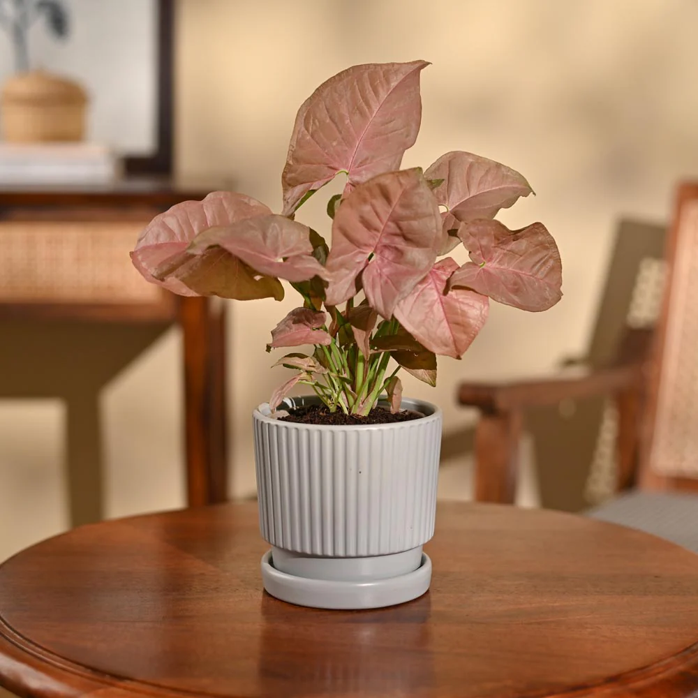 Syngonium Pink Plant - Image 32