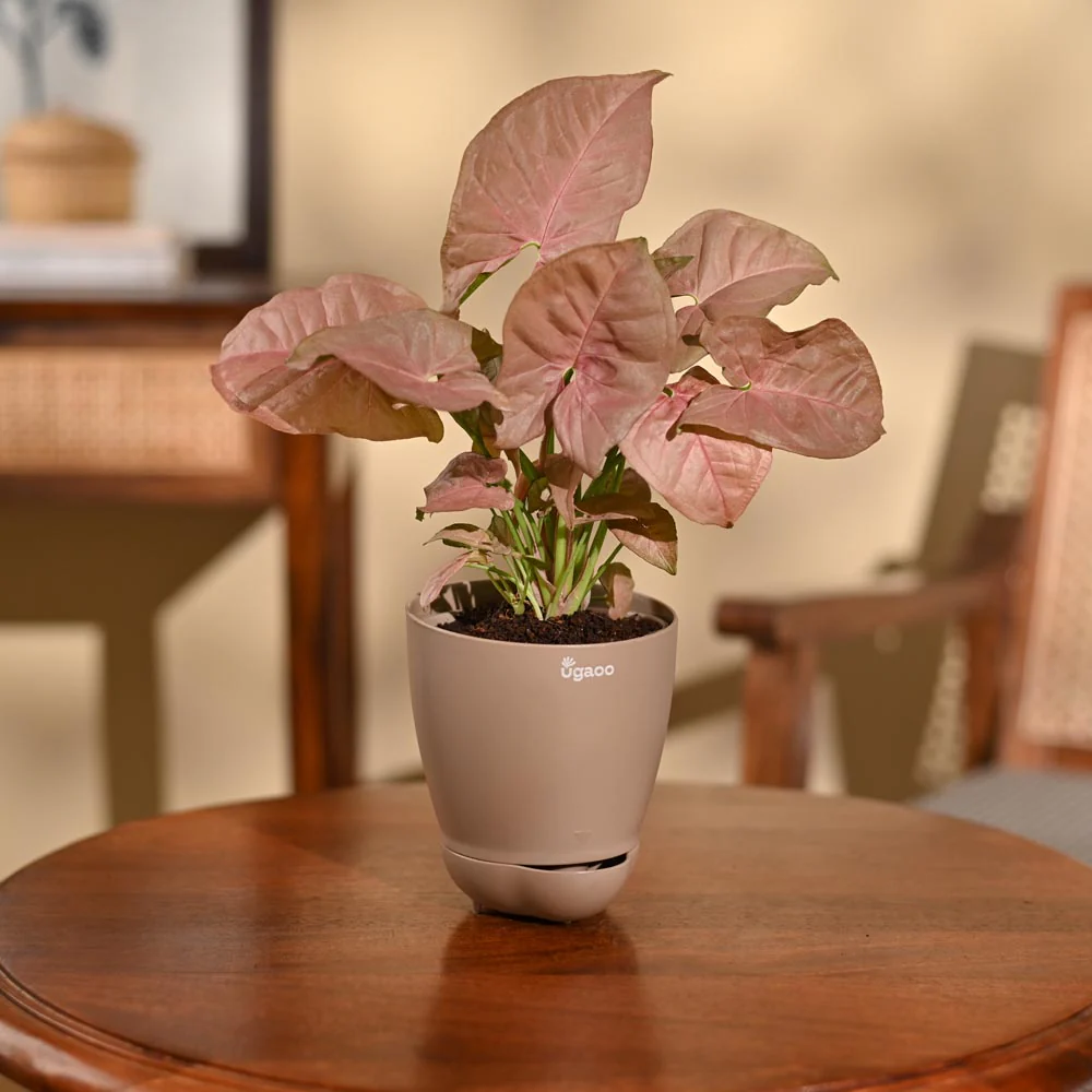Syngonium Pink Plant - Image 33