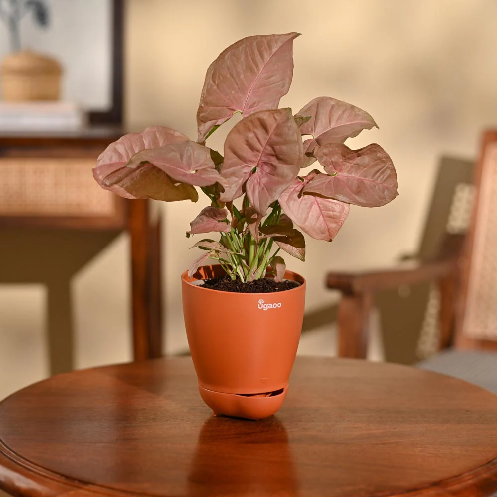 Syngonium Pink Plant - Image 34