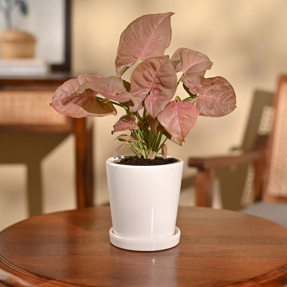 Syngonium Pink Plant - Image 35