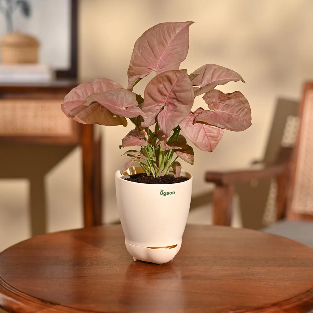 Syngonium Pink Plant - Image 36