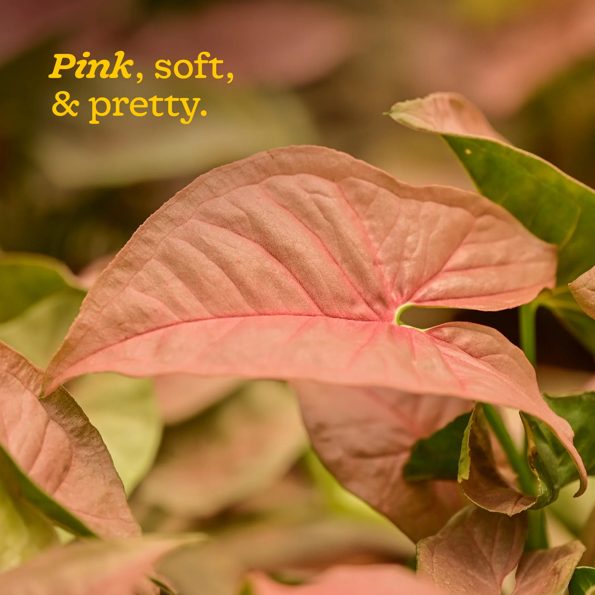 Syngonium Pink Plant - Image 37