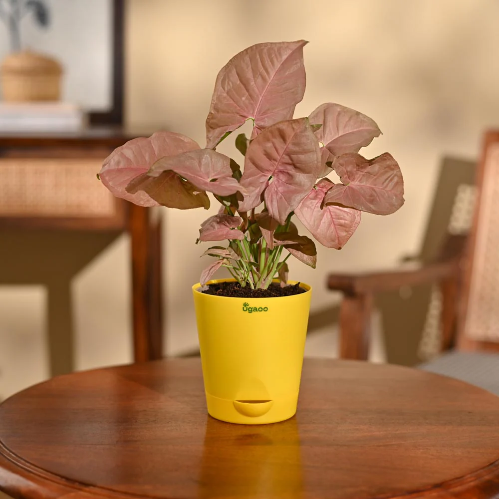 Syngonium Pink Plant - Image 4