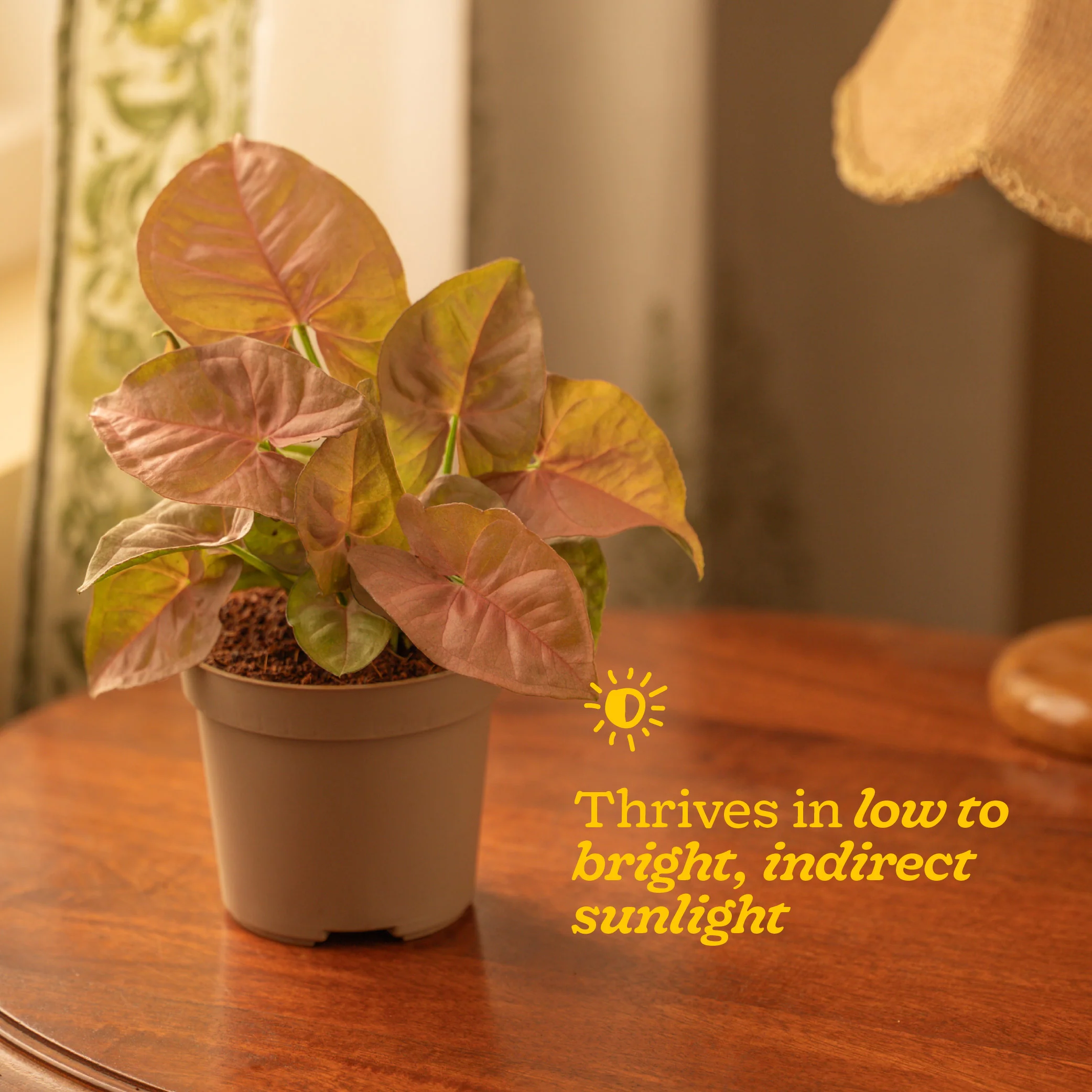 Syngonium Pink Plant - Image 40
