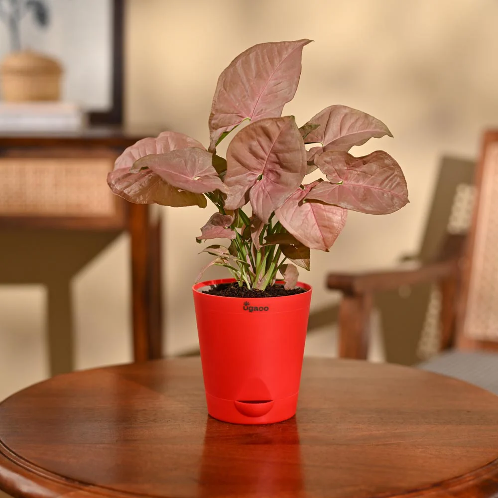 Syngonium Pink Plant - Image 5