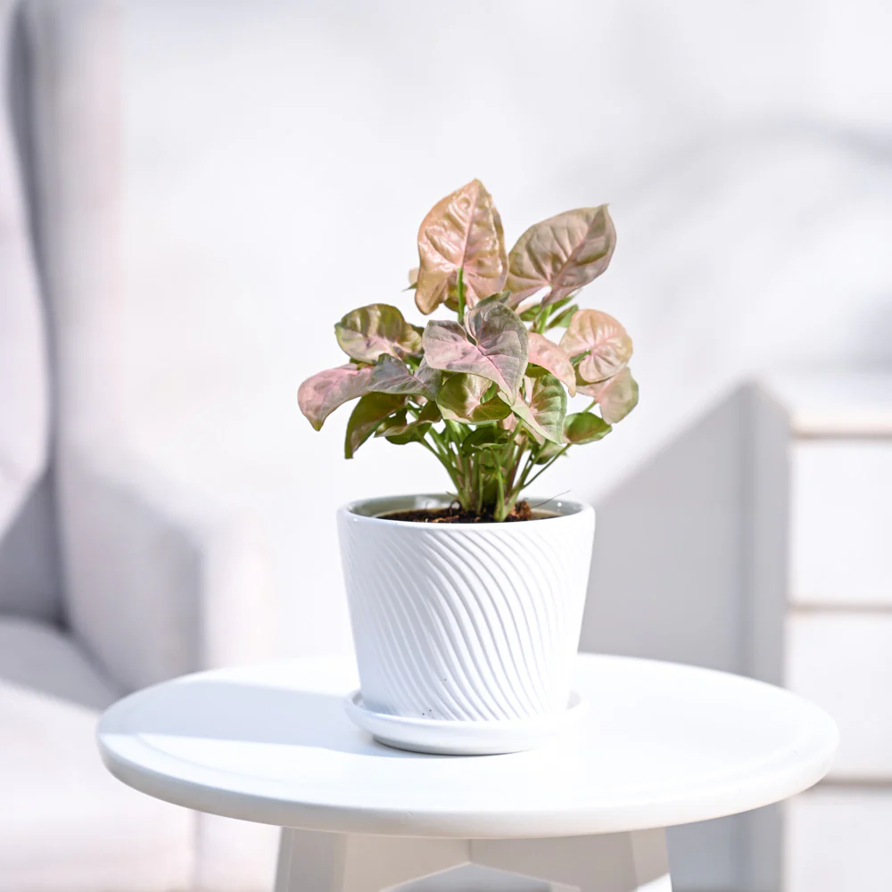 Syngonium Pink Plant - Image 6