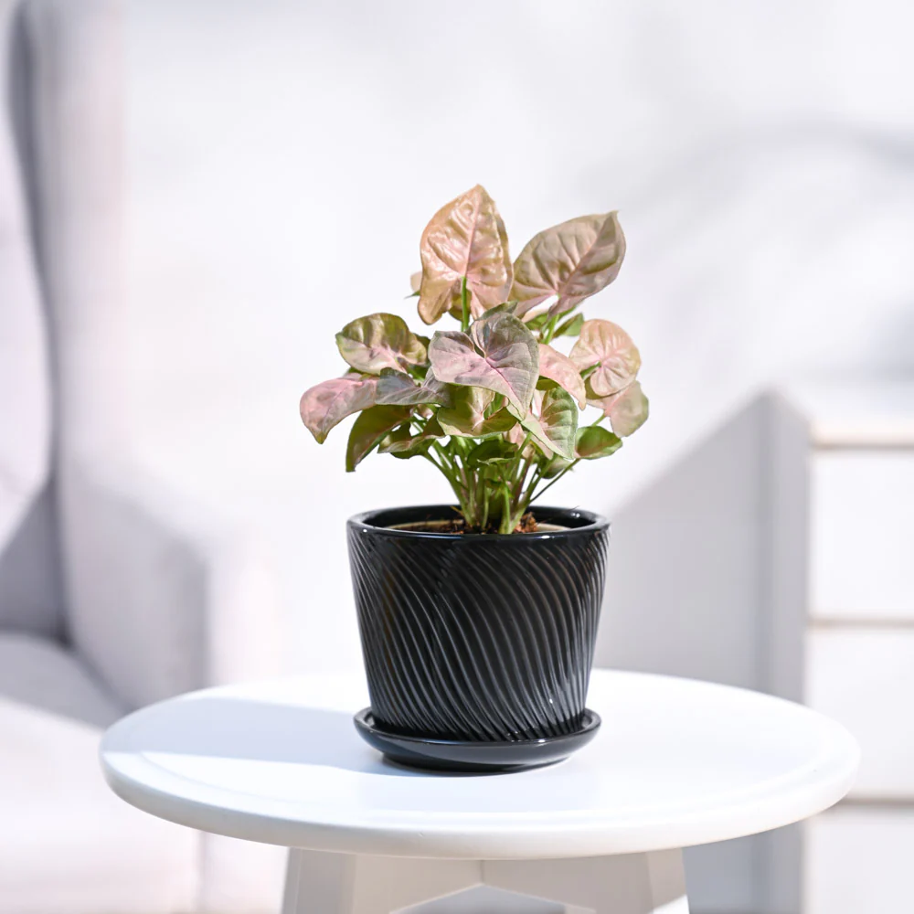 Syngonium Pink Plant - Image 8