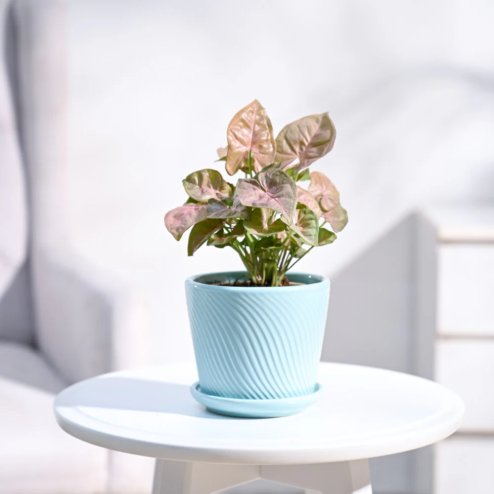 Syngonium Pink Plant - Image 9
