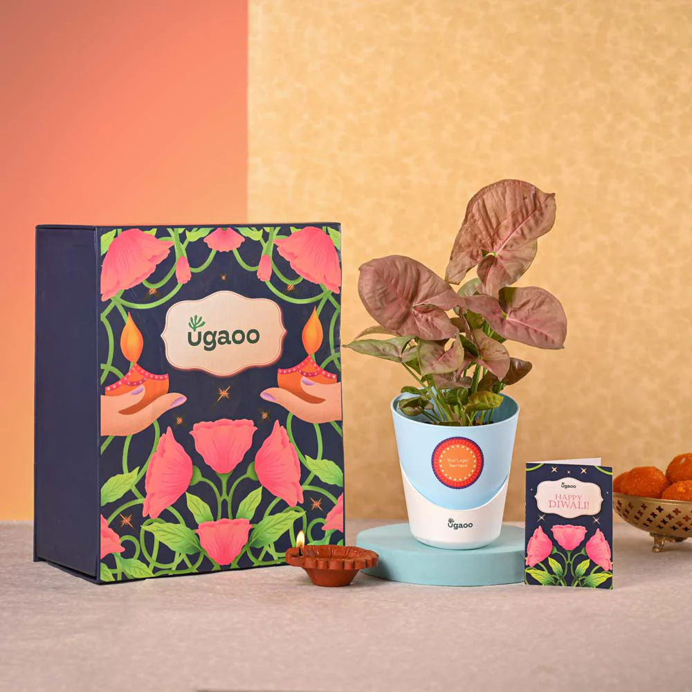 Syngonium Pink Plant and Nutki Diwali Gift Hamper - Image 2