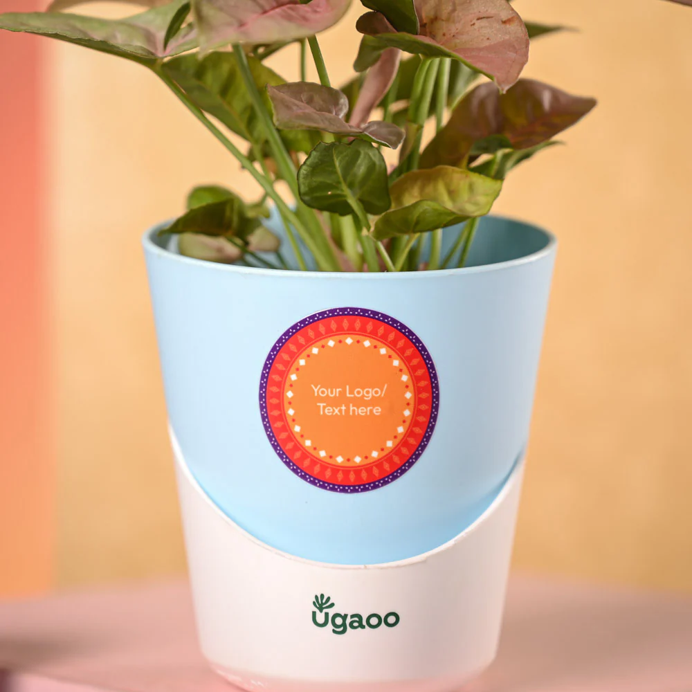 Syngonium Pink Plant and Nutki Diwali Gift Hamper - Image 3