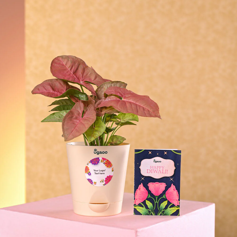 Syngonium Pink Plant Diwali Gift - Image 4