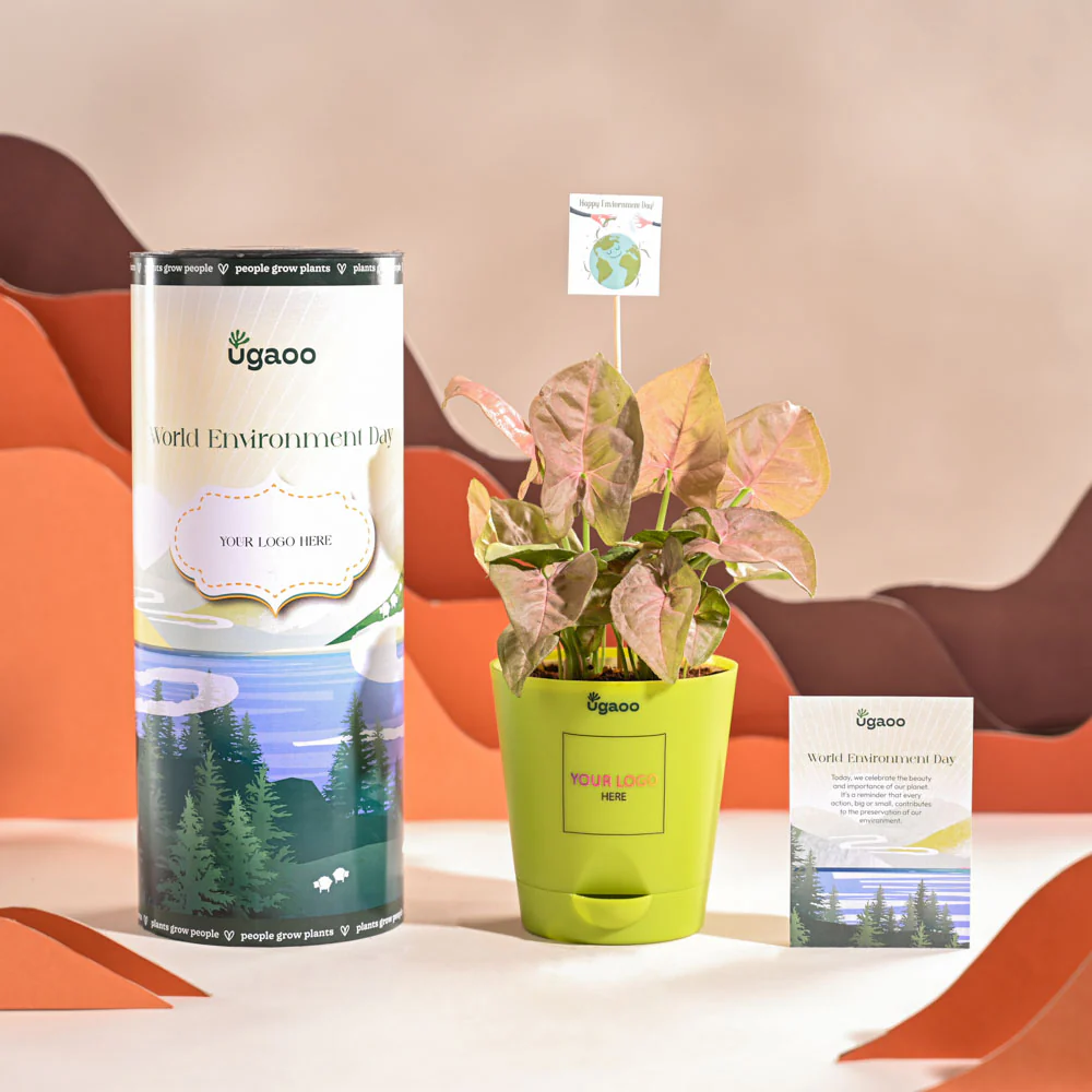 Syngonium Pink Plant For Environment Day Gifting - Image 14