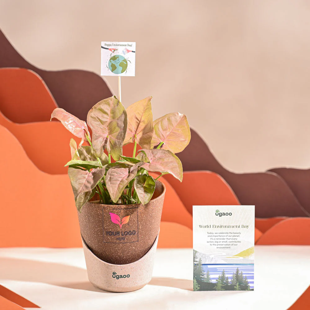 Syngonium Pink Plant For Environment Day Gifting - Image 31