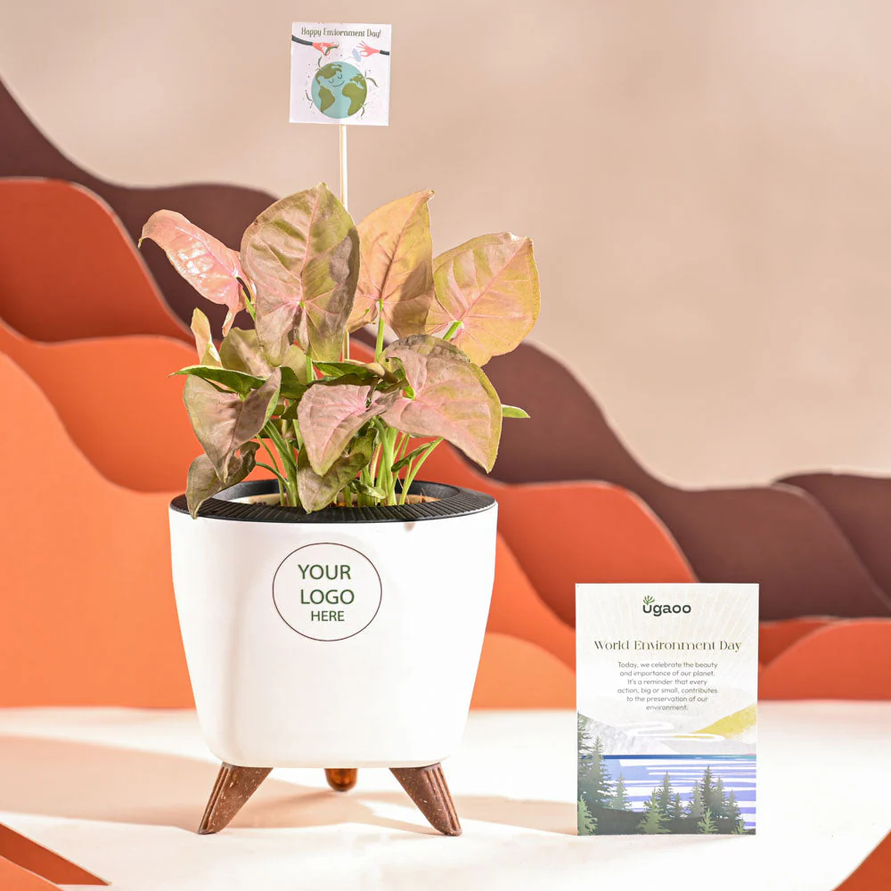 Syngonium Pink Plant For Environment Day Gifting - Image 37