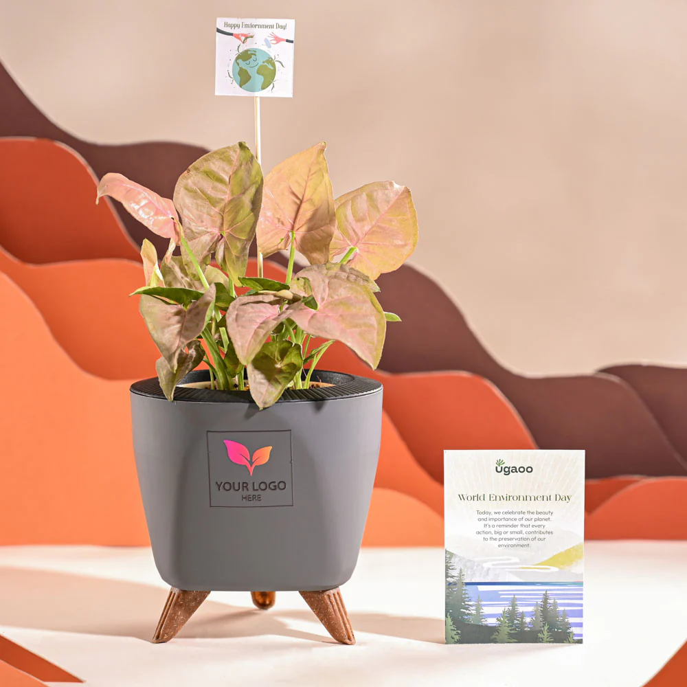 Syngonium Pink Plant For Environment Day Gifting - Image 43