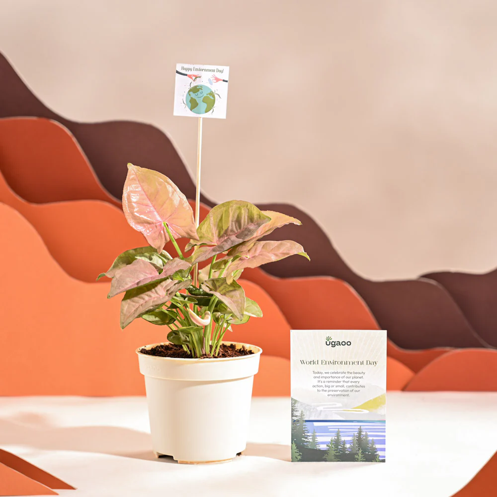 Syngonium Pink Plant For Environment Day Gifting - Image 44