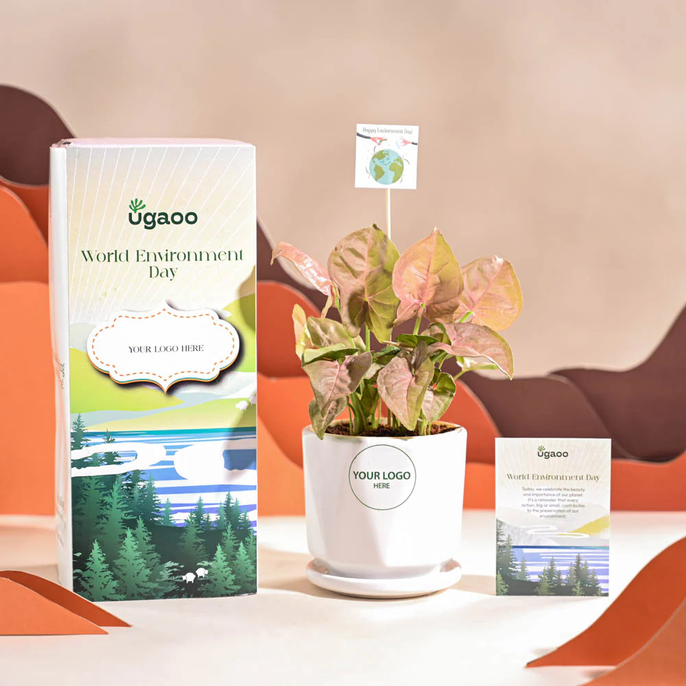 Syngonium Pink Plant For Environment Day Gifting - Image 49