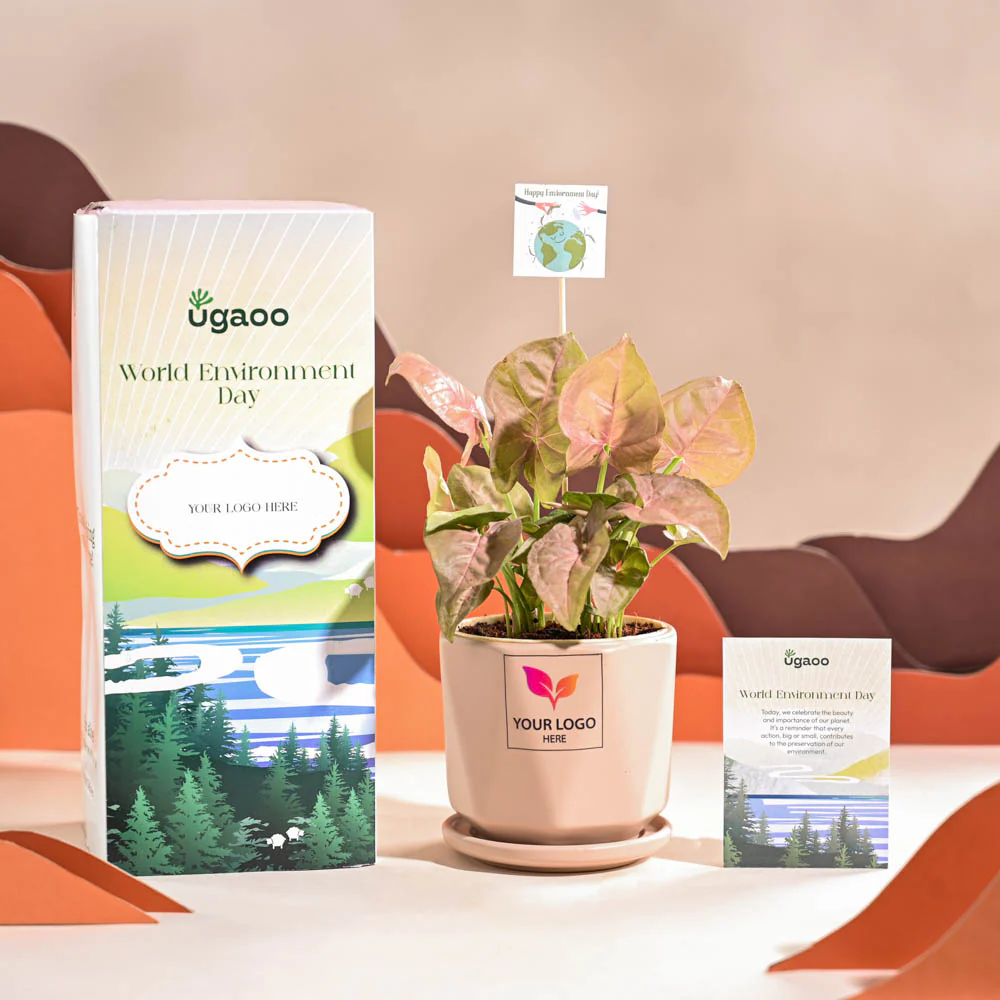 Syngonium Pink Plant For Environment Day Gifting - Image 55