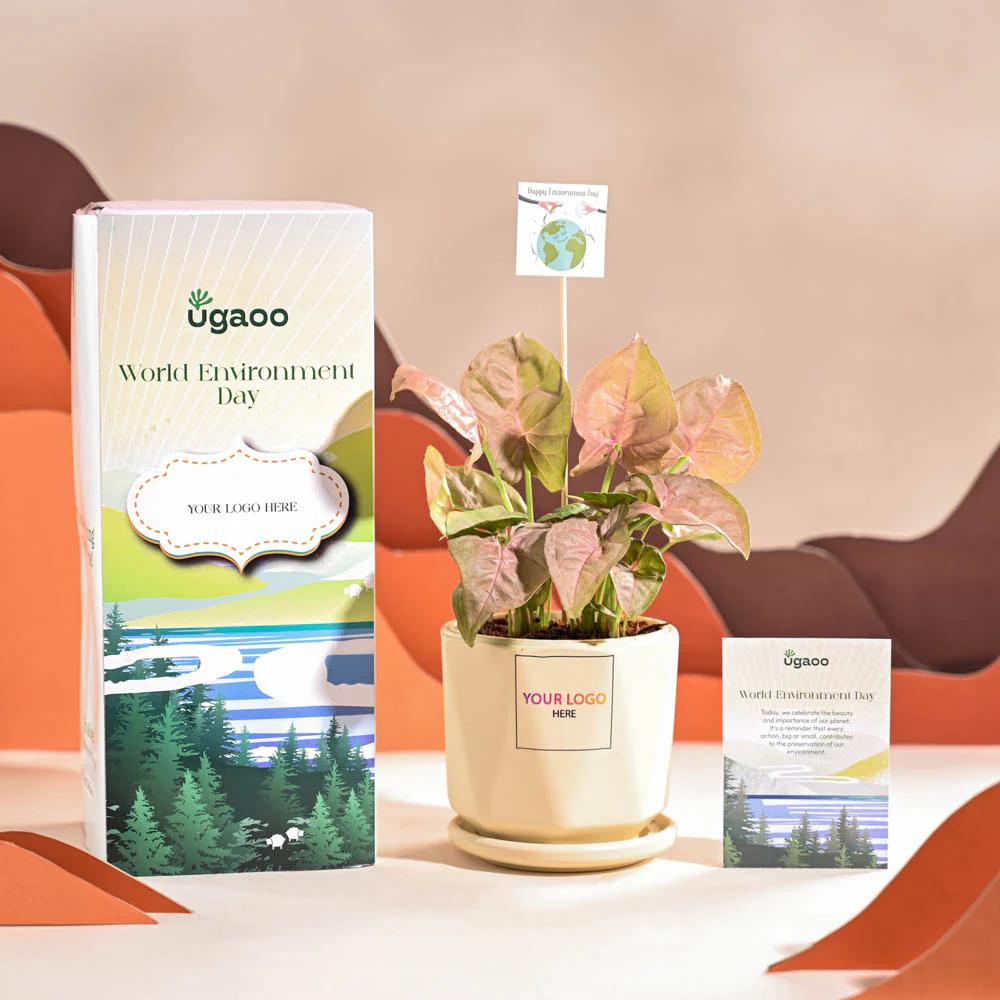 Syngonium Pink Plant For Environment Day Gifting - Image 61