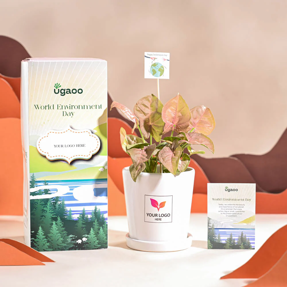 Syngonium Pink Plant For Environment Day Gifting - Image 67