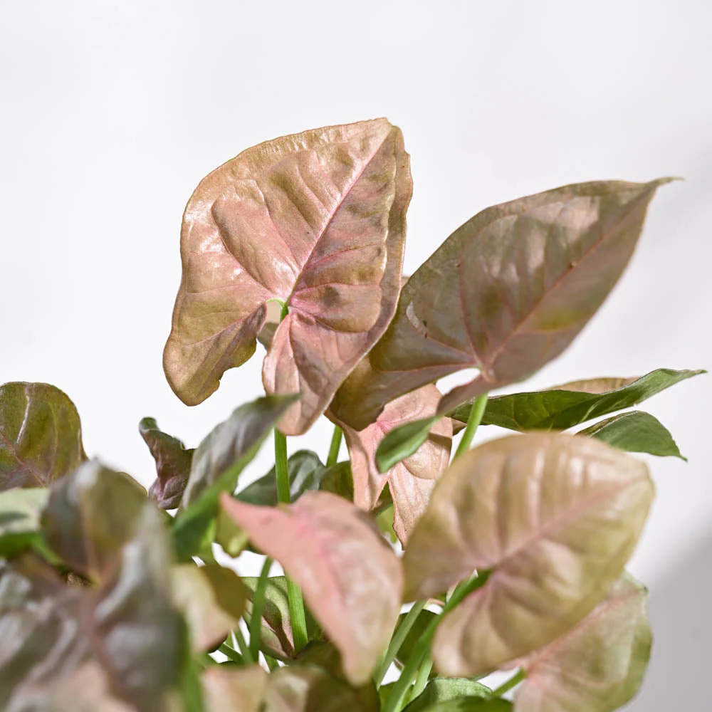 Syngonium Pink Plant For Environment Day Gifting - Image 7