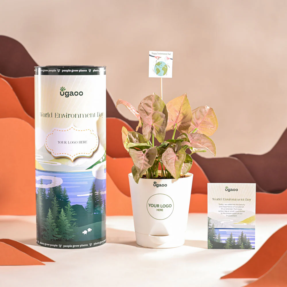 Syngonium Pink Plant For Environment Day Gifting - Image 8