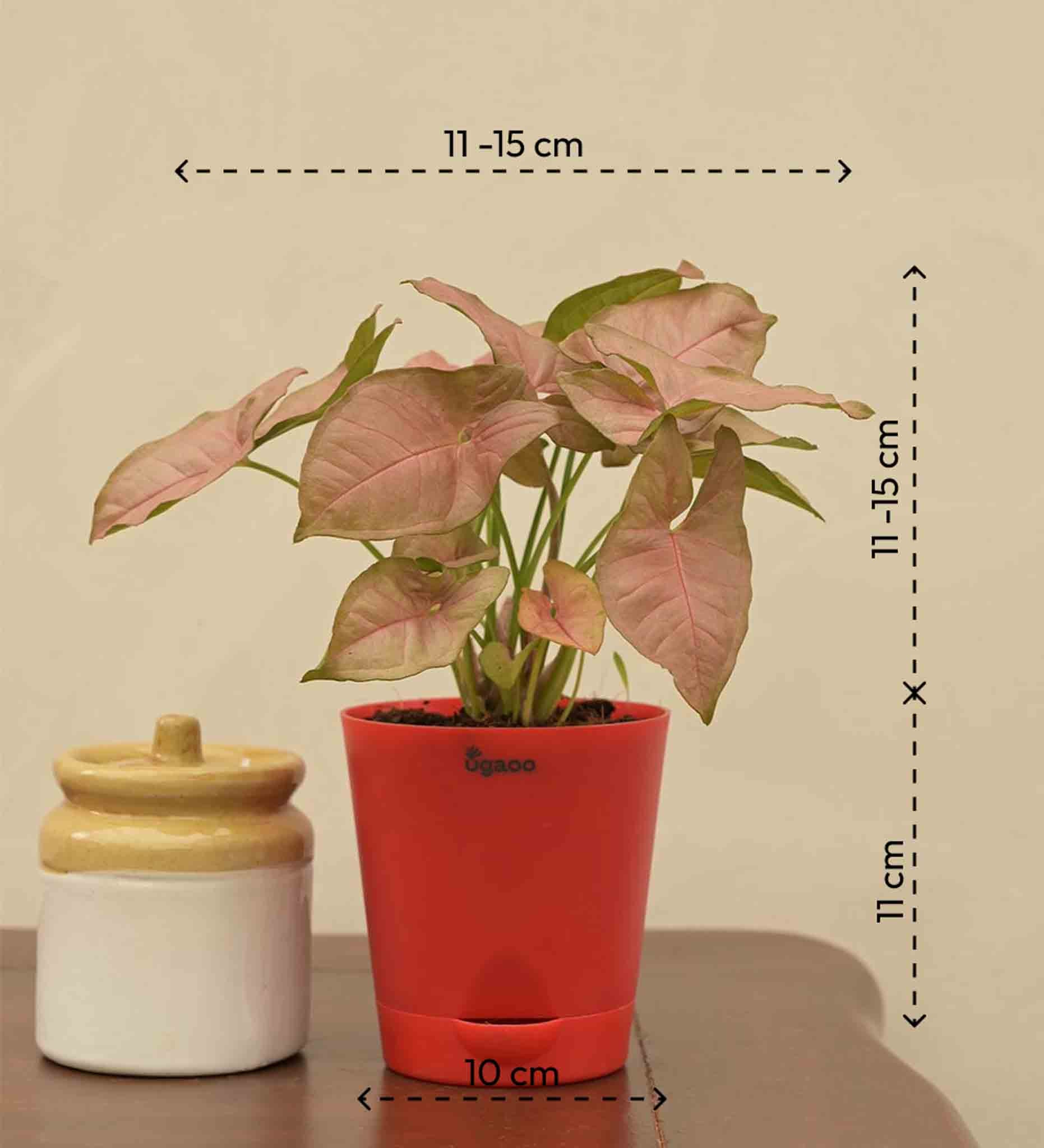 Syngonium Pink Plant Gift Hamper - Image 5