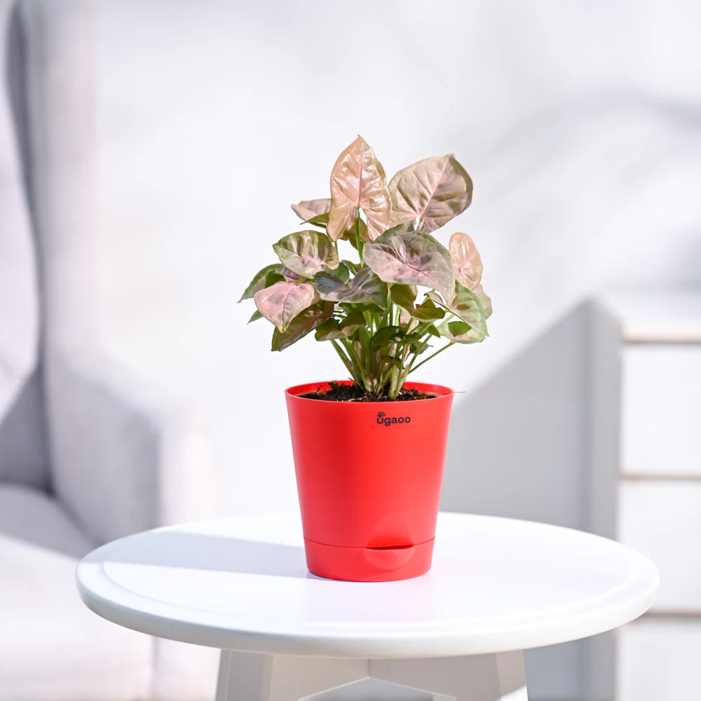 Syngonium Pink Plant - Image 7